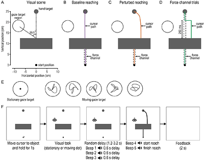 Independence of Visuomotor Functions Engaged in Visual Pursuit and Rapid Responses to Reach Errors