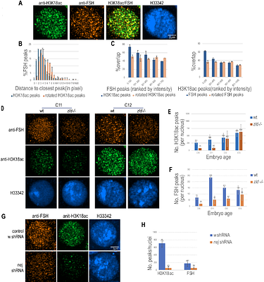 The Zelda interactome reveals diverse co-factors essential for the Drosophila zygotic genome activation