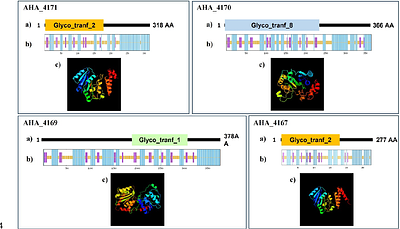 Characterizing putative glycosyltransferases within the flagella glycosylation island (FGI) of Aeromonas hydrophila ATCC 7966T