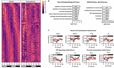 Loss of circulating glucocorticoid rhythm disrupts the circadian transcriptome and vascular reactivity in the mouse renal artery
