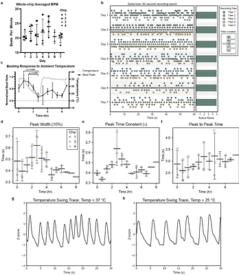 Automated culture and monitoring of a high-throughput human heart-on-a-chip
