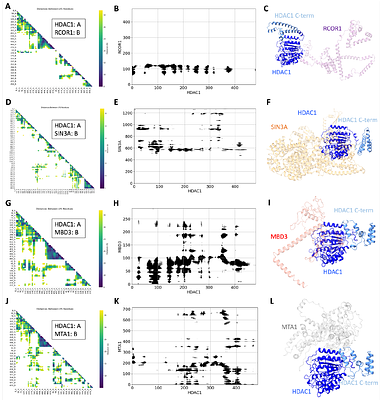 Multicomplex Integrative Structural Modeling of a Human Histone Deacetylase Interactome