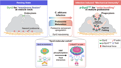 Infection-Induced Dynamin-2 Repurposing Drives Podosome Maturation and Mechanical Immunity