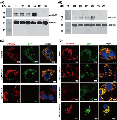 A live-cell autophagy reporter reveals reversible vacuolation in naked mole-rat skin fibroblasts under lysosomal stress