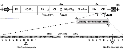Virus-induced gene silencing (VIGS) as a tool for functional genetic analysis in passion fruit plants