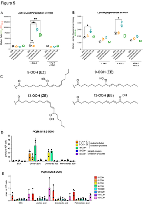 Double-bond geometry determines fatty acid metabolic fate and ferroptosis sensitivity