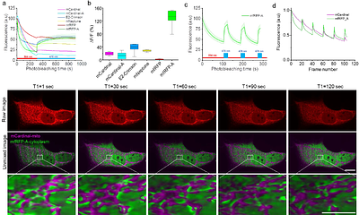 A Set of Novel Far-Red Fluorescent Proteins for Temporal Domain Multiplexing and Super-Resolution Imaging