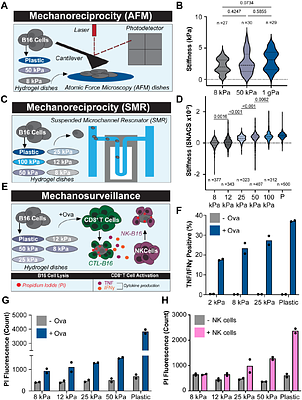 Mechanoimmunological Control of Metastatic Site Selection