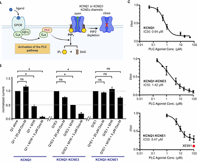 Mechanisms of KCNQ1 gating modulation by KCNE1/3 for cell-specific function