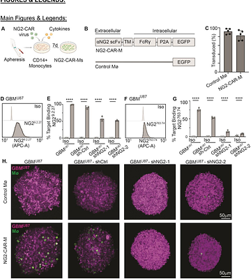 NG2-targeting macrophages inhibit 3D invasion of patient-derived glioblastoma spheroids