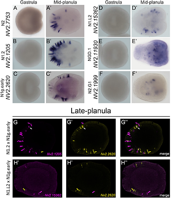 NvashA function reveals temporal differences in neural subtype generation in cnidarians