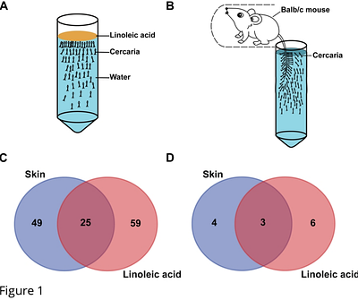 The secreted elastase SjCE2b drives host skin penetration by Schistosoma japonicum