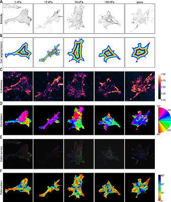 Talin1 adhesions' morphology is largely unaffected by polyacrylamide substrate stiffness