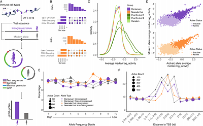 Mapping the gene regulatory landscape of archaic hominin introgression in modern Papuans