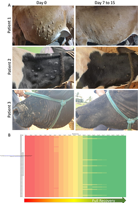Evaluating the efficacy of LUMPY-NIL herbal powder, dermal Spray and dermal ointment in treating Lumpy Skin Disease (LSD) in Bovines