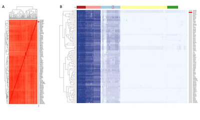Analysis of genes co-evolved with Igf2bp RNA-Binding Proteins provides insights into post-transcriptional regulatory networks