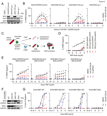 A peptide-based screen for cell death inhibitors identifies the cytoprotective compound CDL36