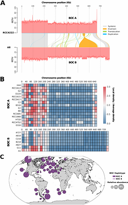 Biological and genomic resources for the cosmopolitan phytoplankton Bathycoccus: Insights into genetic diversity and major structural variations