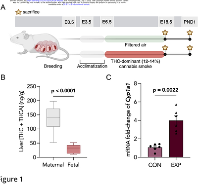 Prenatal cannabis smoke exposure alters placental development in a murine model of pregnancy