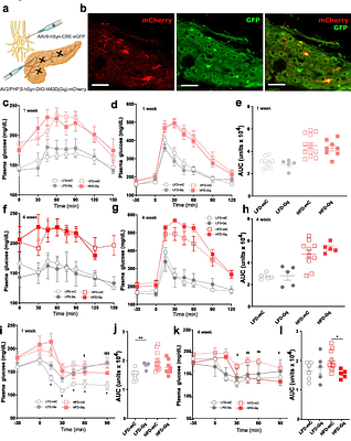 Nutrient excess remodels islet autonomic innervation via pancreatic schwann cells