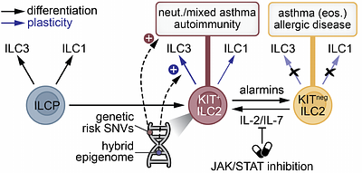 Common γ-chain cytokines induce an epigenomically plastic precursor-like KIT+ ILC2 state linked to immune disease susceptibility