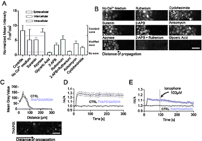 Mechanical Stress dissipation in locally folded epithelia is orchestrated by calcium waves and nuclear tension changes