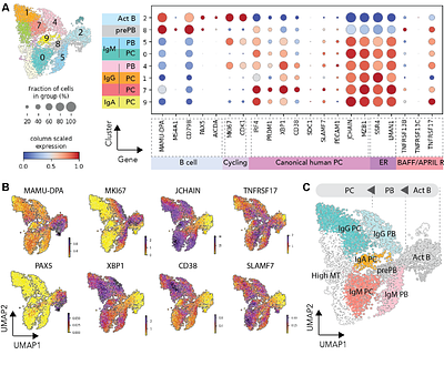 Advancing Cell Therapies: Single-Cell Profiling, Generation, Expansion, and Gene Delivery in Rhesus Macaque Plasma B Cells