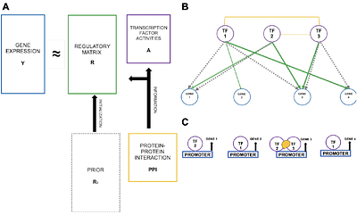 Large-scale, interpretable gene regulatory network inference through biologically informed matrix factorization