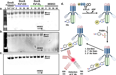 Immunoblot-based activity assay for heme-containing histidine kinases