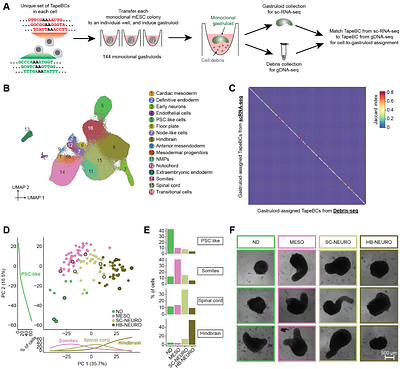 Lineage recording in monoclonal gastruloids reveals heritable modes of early development
