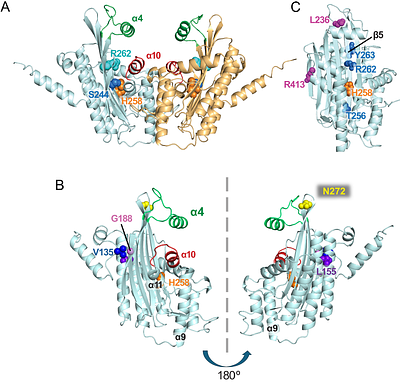 Environment-dependent landscapes of coding variant impacts on coproporphyrinogen oxidase