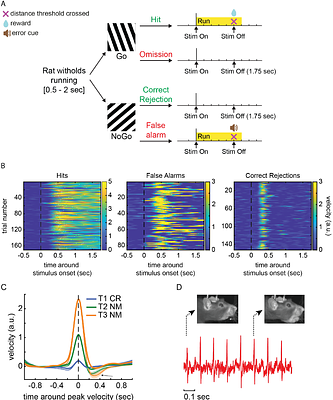 A metacognitive response of the face and the heart in rats