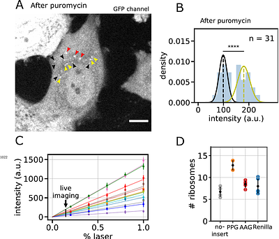 Single-mRNA imaging and modeling reveal coupled translation initiation and elongation rates