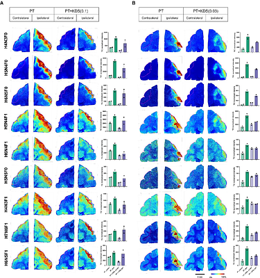 H2O2-induced astrocytic collagen triggers neuronal death via fucosylation-dependent glial barrier formation upon ischemic stroke