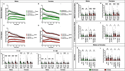 Intravital Cholesterol Depletion Reduces Membrane Dynamics and Increases Mechanosensitivity in Osteocytes In Vivo
