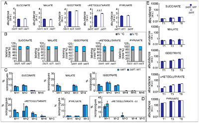 Mycobacterium tuberculosis partitions the Krebs cycle to persist under iron starvation