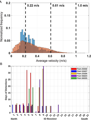 From lab to ocean: bridging swimming energetics and wild movements to understand red drum (Sciaenops ocellatus) behavior in a tidal estuary