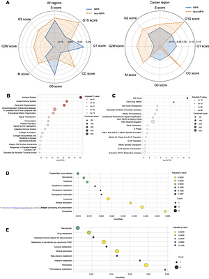 Distinct Spatial Programs of Response versus Resistance in Non-Small Cell Lung Cancer after Neoadjuvant Chemoimmunotherapy