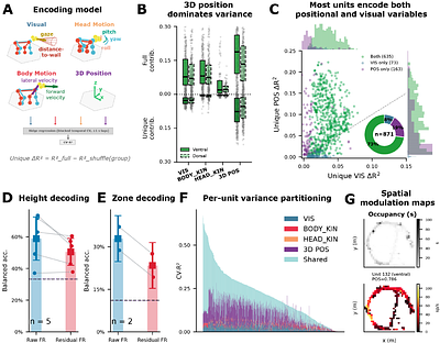 Mid-superior temporal sulcus encodes spatial context and behavioral state in freely moving macaques