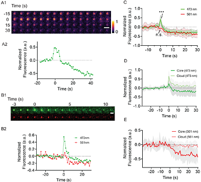 Fluorescence dynamics of lysosomal-related organelle flashing in the intestinal cells of Caenorhabditis elegans