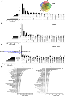Enhanced cell aggregation in the Chlamydomonas reinhardtii rbo1 mutant in response to multifactorial stress combination