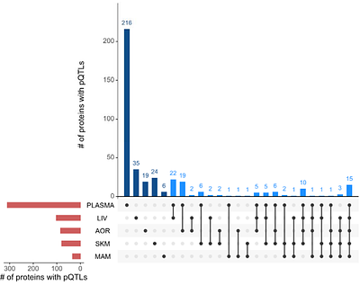 Multi-Tissue Profiling Reveals tissue-specific protein regulation and relationships Between Protein Quantitative Trait Loci (pQTLs) and Cardiometabolic Disease
