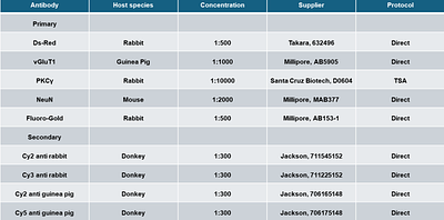 Postnatal development of somatosensory corticospinal projections in the mouse lumbar spinal cord