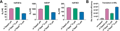 Trinucleotide mRNA cap analog N6-benzylated at the site of posttranscriptional m6Am mark facilitates mRNA purification and confers superior translational properties in vitro and in vivo