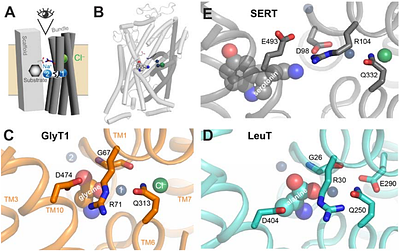 The Role of Chloride Ions in Serotonin Transport