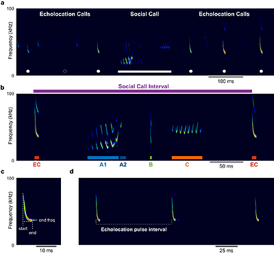 Complex Social Vocalizations are Integrated into the Bat Wingbeat Cycle during Flight