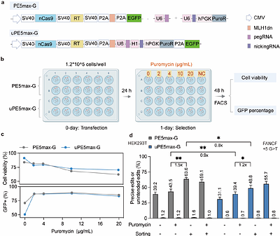TRU-PE: A Universal, Trackable Prime Editor Toolkit for Robust Single- and Multi-Locus Genome Engineering