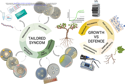 Back to the holobiont: ecophysiological and systemic responses of rooted-cuttings inoculated with a synthetic community