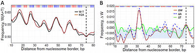 Histone N-tails modulate sequence-specific positioning of nucleosomes