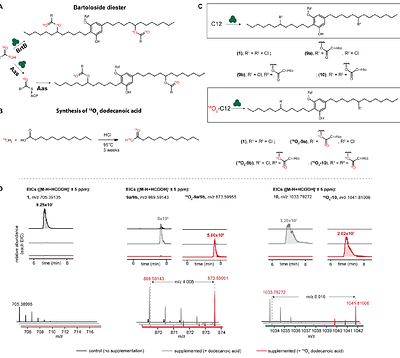Activation-independent capture of free fatty acids at the bacterial cell envelope by BrtB